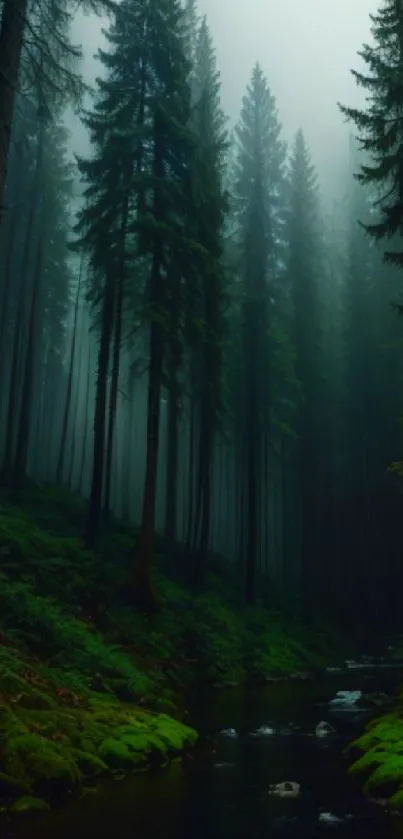 Mystical forest with tall trees and lush greenery, perfect mobile wallpaper.