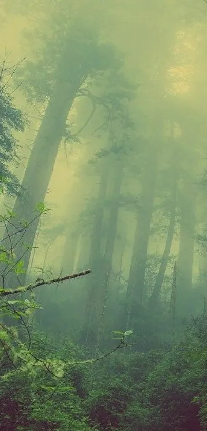 Mystical forest with tall trees and fog, creating a tranquil and ethereal atmosphere.