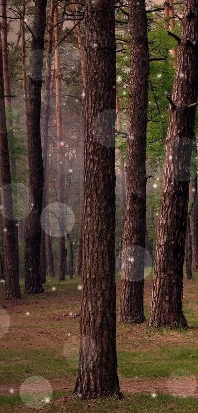 Mystical forest wallpaper with tall trees and green hues.