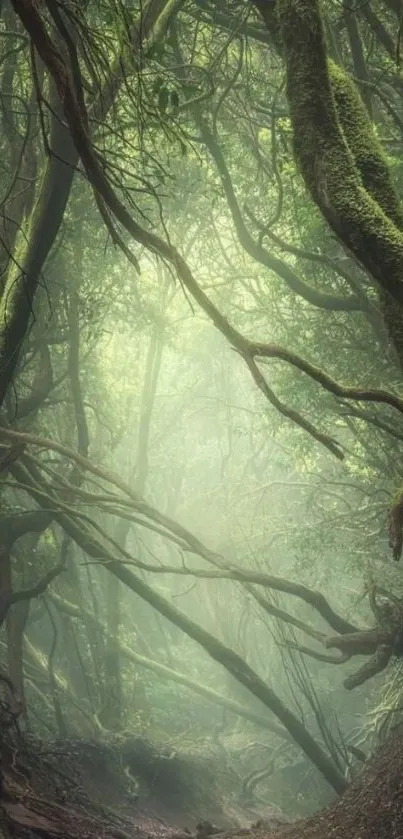 A mystical forest wallpaper with lush green trees.