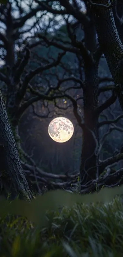 Moon glowing through twisted forest trees at night.