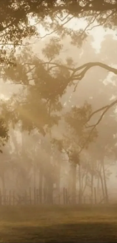 Misty forest with golden morning light creating a serene, tranquil landscape.