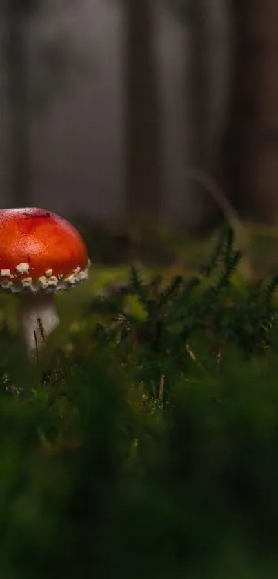 Red mushroom amidst green forest scenery.