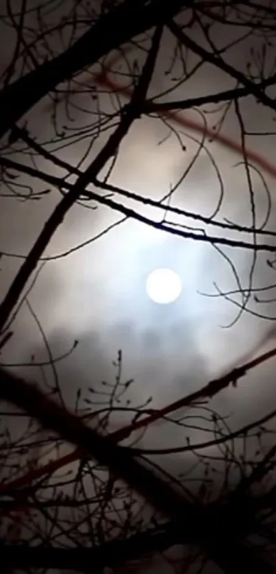 Moonlit forest night sky with silhouetted branches.