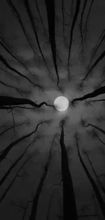 Mystical forest with moonlight through silhouetted trees at night.