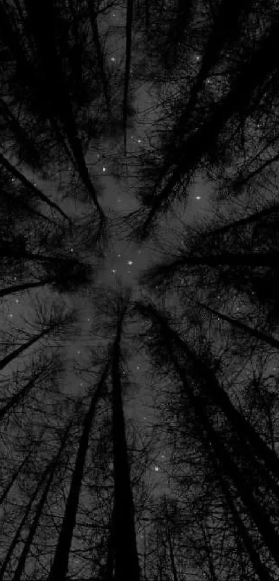 A starry night sky viewed through tall, dark forest trees.