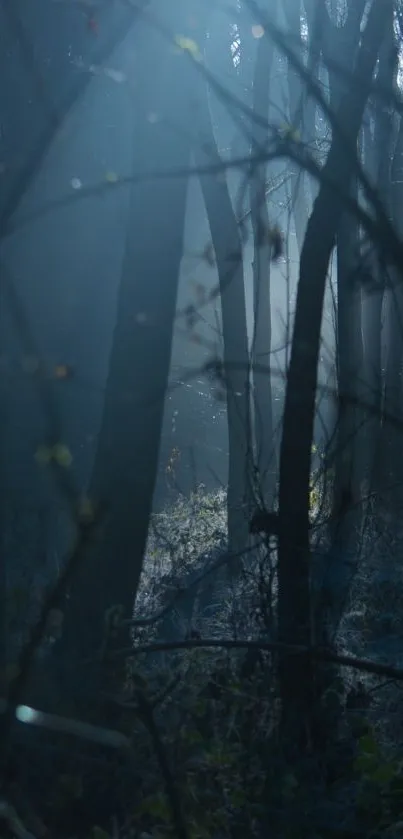 Dark and mysterious forest at night with moonlight filtering through trees.