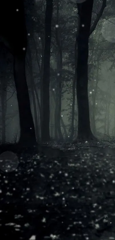 Mystical forest at night with dark trees and quiet ambiance.