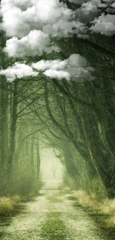 Misty forest path with overhanging clouds enhances serenity.