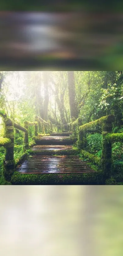 Sunlit wooden path in a lush green forest, exuding tranquility and natural beauty.