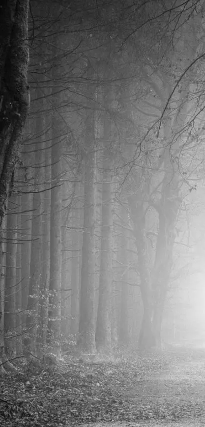 Mystical grayscale forest path with fog.