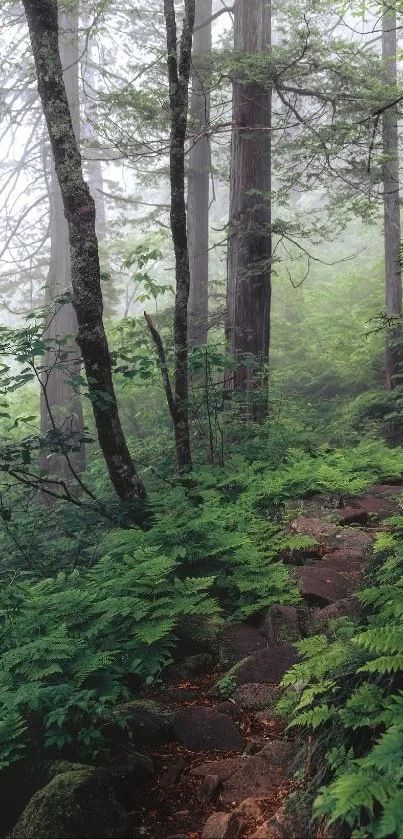 Misty forest path surrounded by lush greenery.