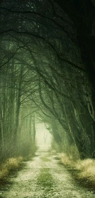 Mystical forest path with dark green trees.