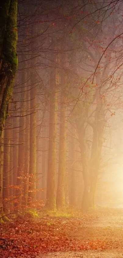 A mystical forest path bathed in warm, soft light.