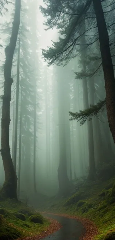 Serene forest path surrounded by tall trees and lush greenery.