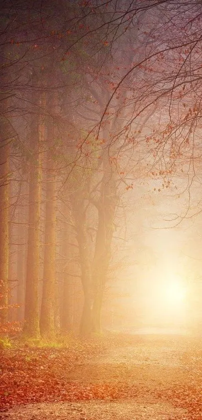 Mystical forest path with golden sunlight filtering through the trees in autumn.