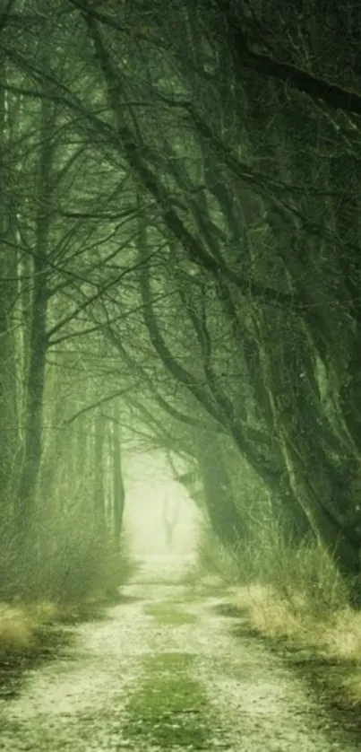 Mystical green forest path with trees creating a serene atmosphere.