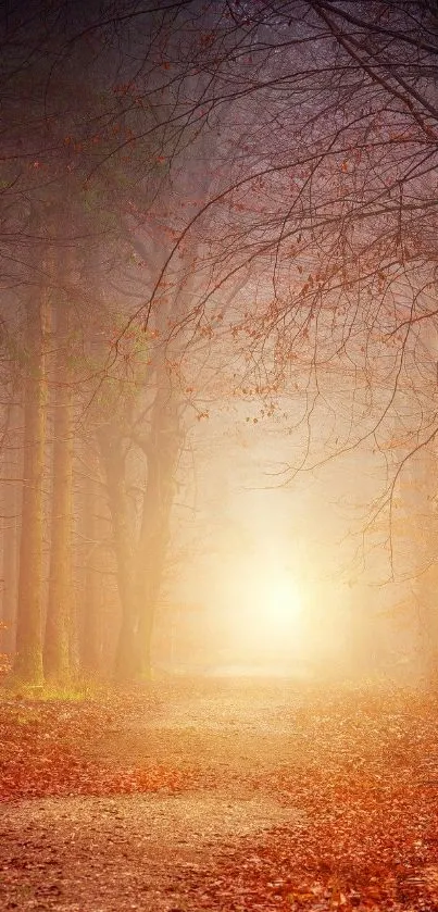 Enchanted autumn forest path with glowing sunlight.