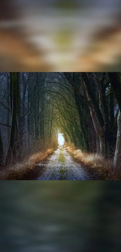 Mystical forest pathway with lush trees and serene light.