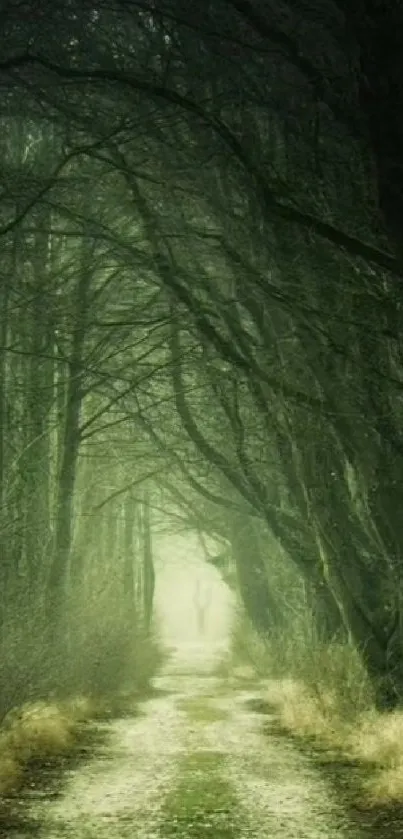 Mysterious forest pathway surrounded by lush trees and calming nature.