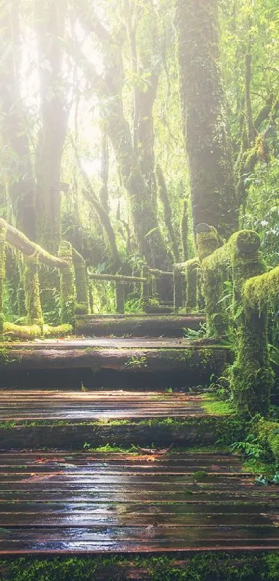 Moss-covered wooden path in a tranquil, sunlit forest scene.