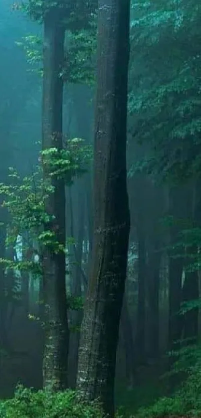 Mystical forest with tall trees in misty green hues.