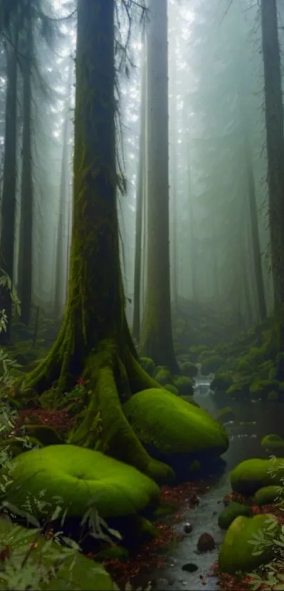 Mystical forest with green moss and trees, serene nature wallpaper.