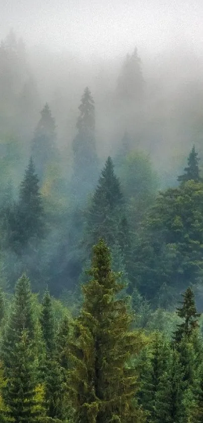 Misty forest with lush green trees creating a serene mobile wallpaper.