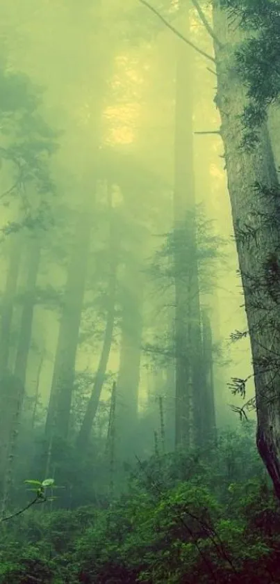 Tall trees in a misty green forest wallpaper.