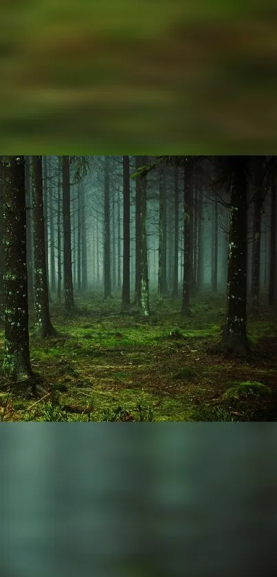 Mystical forest with green trees and a serene atmosphere.