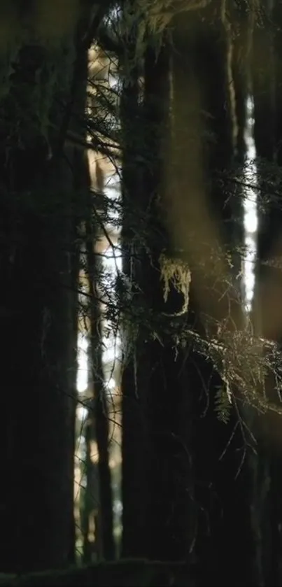 Mystical forest with dark trees and light filtering through branches.