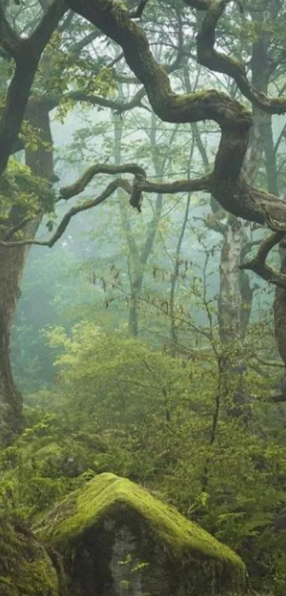 Misty, green forest with twisting branches.