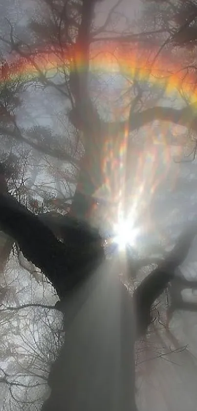 Mystical forest with rainbow and sunlight through trees.