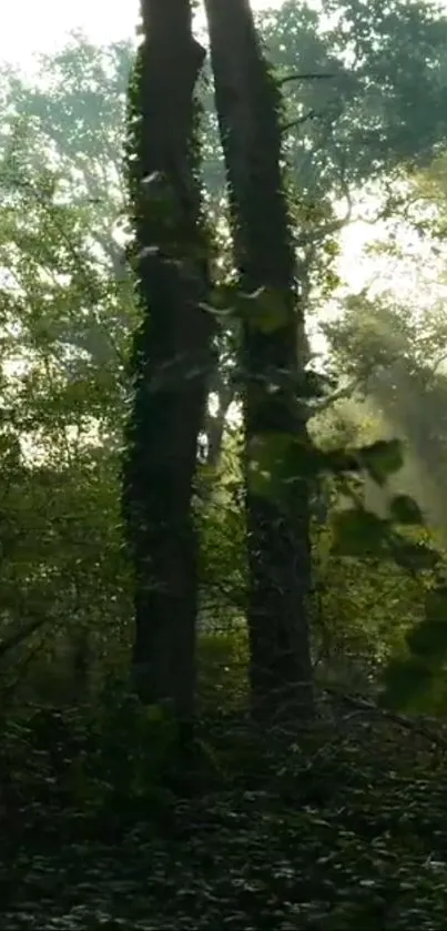 Sunbeams through trees in a tranquil forest setting.