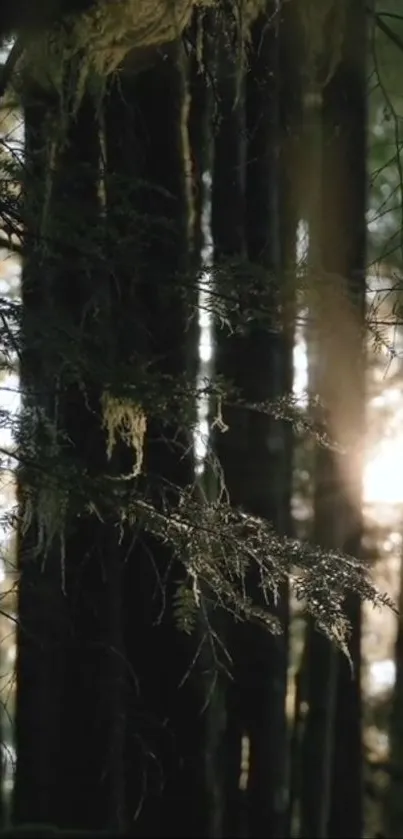 Sunlight streaming through dense forest trees, casting a serene glow.