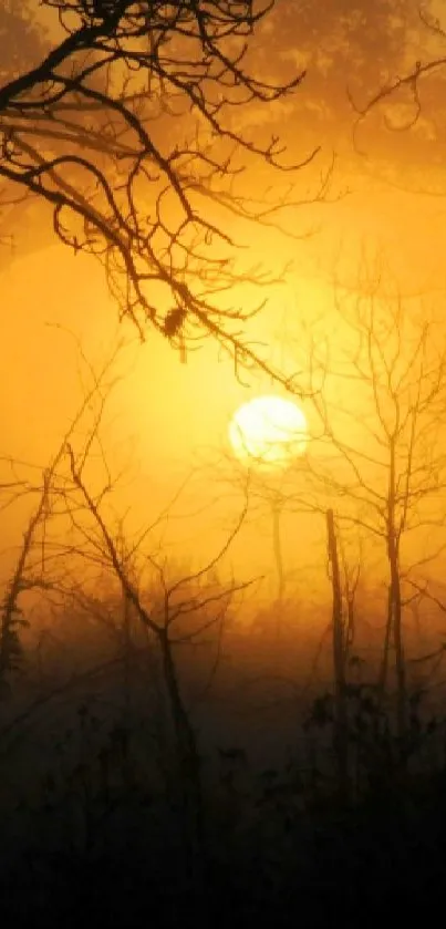 Mystical sunset in a forest with silhouetted trees and golden light glow.