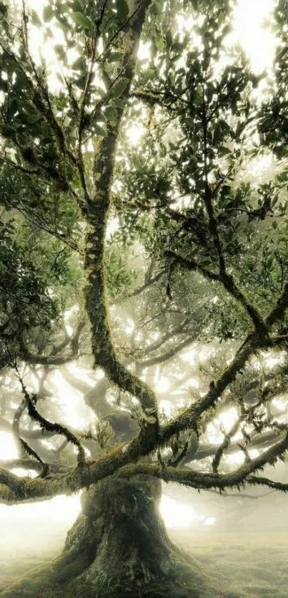 A mystical tree in a foggy forest setting, exuding tranquility and mystery.