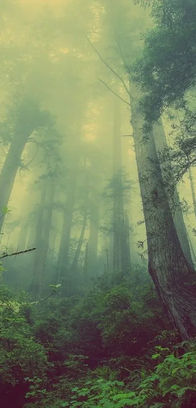 Misty forest with tall trees and lush green foliage, creating a serene atmosphere.