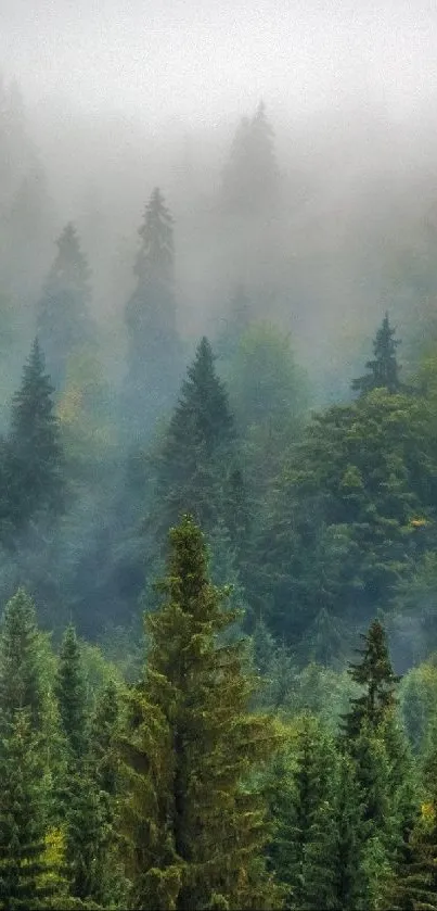 A misty forest with lush green trees and a serene atmosphere.