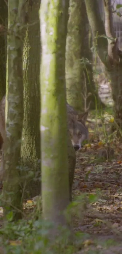 Wolf peeking through dense forest trees.