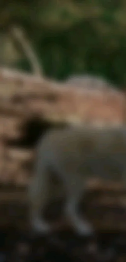 Blurred forest scene with a wolf walking in the foreground.