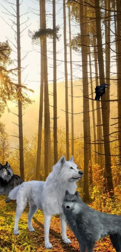 Three wolves in a sunlit forest with tall trees and a mystical atmosphere.