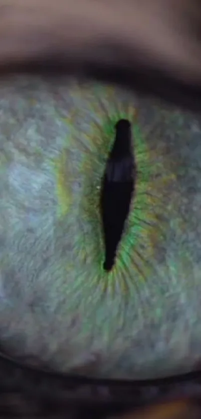 Close-up of a mystical, green cat eye for mobile wallpaper.