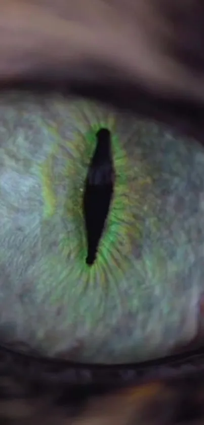 Close-up of a vibrant green cat eye, detailed and mesmerizing.