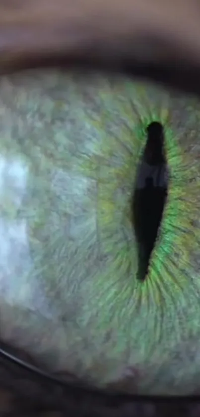 Close-up of a mystical green eye with detailed patterns.