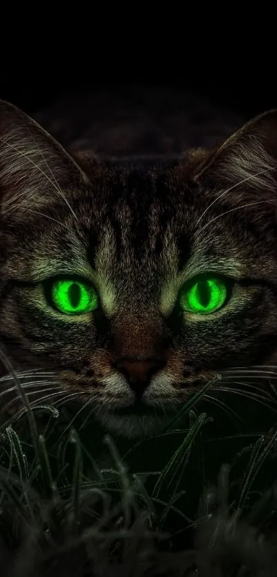 A cat with green glowing eyes against a dark background.