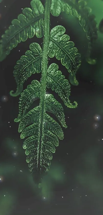 Intricate green fern leaf against a mystical cosmic background.