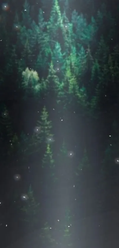 Mystical green forest illuminated by soft light for a calming mobile wallpaper.