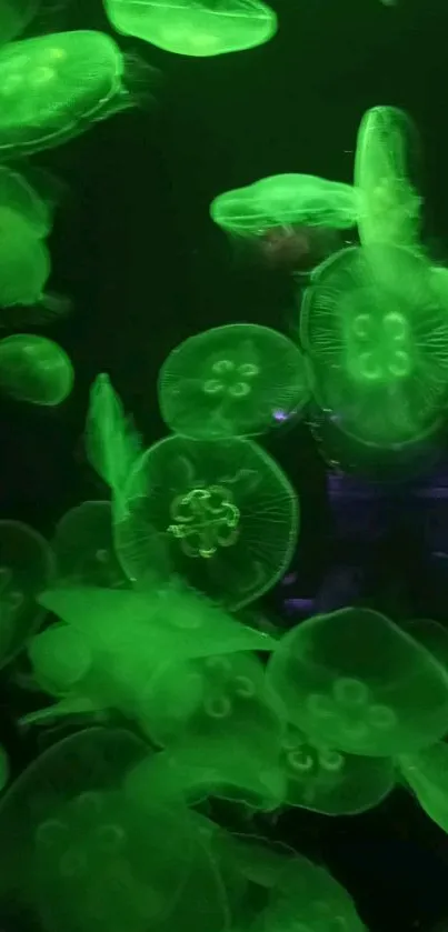 Green jellyfish glowing underwater in a mesmerizing mobile wallpaper display.