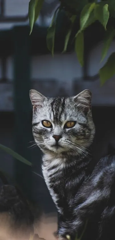 Grey cat with piercing eyes and green leaves background.